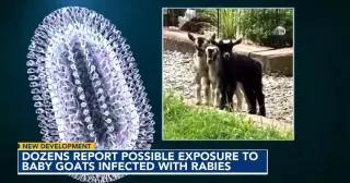Rabies scare hits North Carolina as traveling goat exhibit tests positive