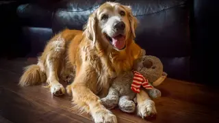 Senior Golden Retriever Discovers Toy Treasure, Wagging with Joy