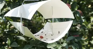 Germany’s DNA trap census reveals a vast, largely unnamed insect diversity