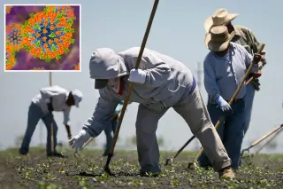 Central Valley tracks measles risk as Arizona outbreak sends farmworkers to California