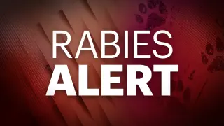 Two Suffolk raccoons test positive for rabies, triggering public health alert