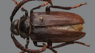 Researchers Trace North Carolina’s Blueberry Troubles to a Longhorn Beetle