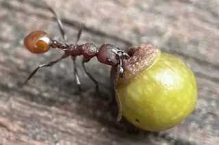 Backyard Discovery Suggests Ants Disperse Oak Galls, Not Just Seeds