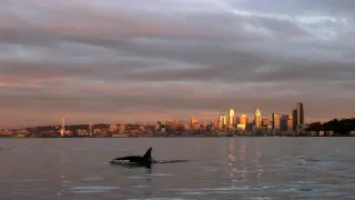 Alaskan mammal-eating orcas surprise Seattle, leaving experts puzzled