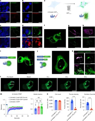 Arrestin condensates orchestrate GPCR signaling through liquid–liquid phase separation