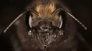 Bees’ Silk Breakthrough: Lab‑Produced Bee Silk unlocks new biomaterial avenues