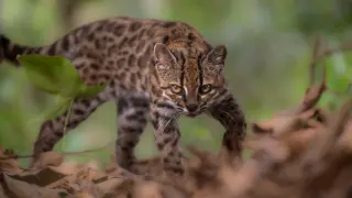 Tiny Bolivian Cat Reveals a Hidden Lineage, First New Wild Cat in a Century