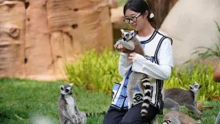 HSV-1 jumps to lemurs, killing four in a new study