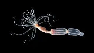 Sea Anemones Reveal an Antiviral Brake Essential to Fight Viruses