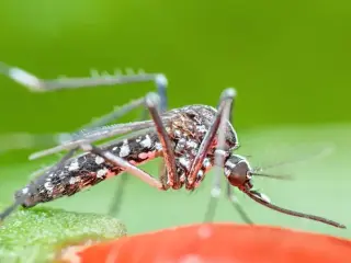 Multiple US Counties Report Fatal West Nile Virus Cases as 2026 Season Wanes