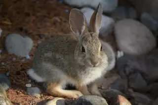 Long Island Reports Three Probable Tularemia Cases Tied to Tick Activity