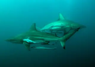Shark selfies bite back as influencers chase viral shots