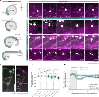 Zebrafish neural crest cells avoid DNA damage during confined migration by regulating LaminB2