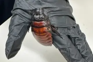 Australia Seizes 100,000+ Illegal Cockroaches From Bathurst Breeder in Record Bust