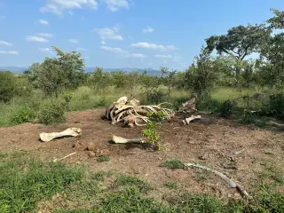 New Study Reveals Elephant Carcasses Reshape Savanna Ecosystems for Nearly a Decade