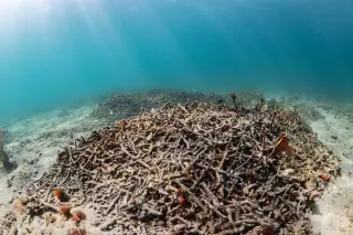 The Vanishing Diadema: A Parasite-Driven Reef Crisis Unfolds