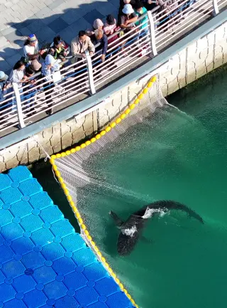 Bukang-i returns to Busan canal hours after failed release attempt