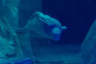Arctic belugas dive deep on one breath, powered by muscle oxygen