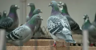 Millions in Feathers: The Global Heist of Elite Racing Pigeons