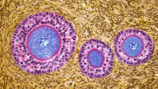 Postmenopausal Ovaries Shift from Reproduction to Immune and Metabolic Roles