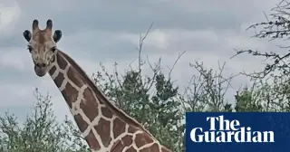 Gracie the wandering giraffe found safe near Leakey, Texas