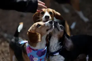 Beagles Freed from Ridglan Farms Begin Rehoming Drive