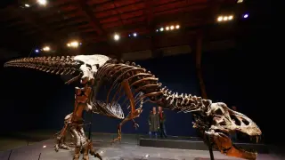 Skull Strength Trumps Tiny Arms: New Study Solves T. rex Arms Mystery