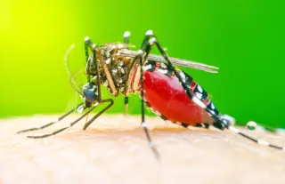 Why some people are mosquito magnets, and what science now explains