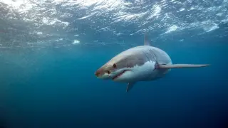 Shark encounter near Scarborough Beach drags lifeguard underwater