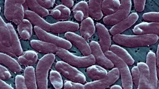 Warm South Carolina Estuaries Harbor Deadly Vibrio Bacteria