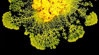 Brainless Slime Molds Decide by Fluid Flows, Not Brains