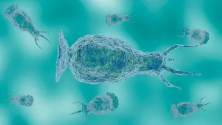 North Carolina teen dies from rare brain-eating amoeba linked to warm freshwater
