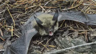 Yuba City child exposed to rabies-positive bat, officials warn