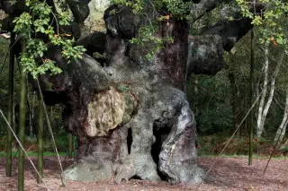 Sherwood Forest’s Ancient Major Oak, Linked to Robin Hood, Dies at 1,200 Years Old