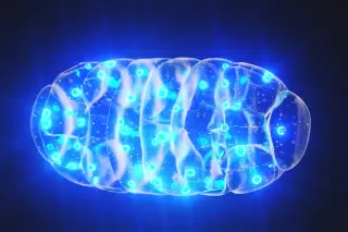 Lipid-Driven Rejuvenation: Reversing Mitochondrial Aging in Cells
