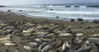 Conservation easement saves Hearst coast, creating one of the Pacific's largest elephant seal rookeries