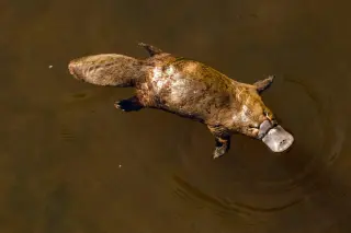 Platypus Fur Reveals Bird-like Hollow Melanosomes Yet Stays Matte