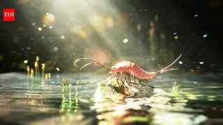 Paddle-Limbed Insect Fossil Indicates Slow Water-to-Land Transition
