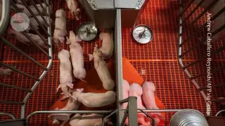 First pig liver and kidneys transplanted into a person shows early success and rejection signals