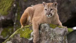 Wyoming photographer fights off mountain lion to save dog