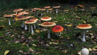 Scientists Uncover Why Fairy Ring Mushrooms Circle the Forest Floor