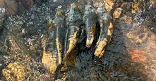 Bay Area Ice Age Mastodon Tooth Unearthed in San Mateo Creek