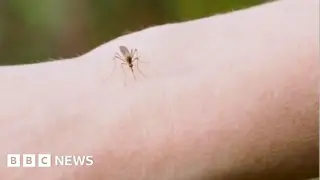 DC Uses Wolbachia-Infected Male Mosquitoes to Curb Local Populations