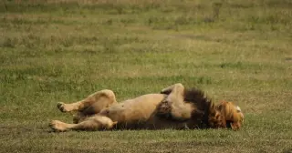 Poison Suspected as 10 Lions Die in Tanzania’s Ngorongoro Reserve