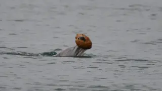 Mother–calf dolphins reveal rare shell-hunt behavior on Australia’s east coast