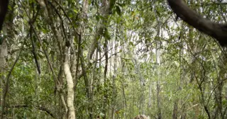 Remote Yucatán Jungle Uncovers a Row of Unlooted Maya Monuments