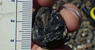 Feather in Dino Poop Hints at Birds' Survival After the Dinosaur Era