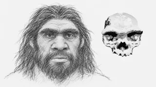 Protein Analysis of Chinese Fossils Confirms Denisovan Identity and Distinctive Appearance