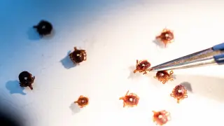 Riverhead resident diagnosed with tularemia after cat bite