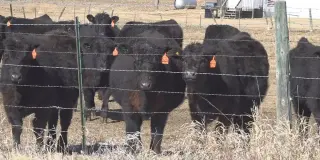 Cattle Industry Rejects Trump's Self-Processing Plan as Food Safety Concerns Mount